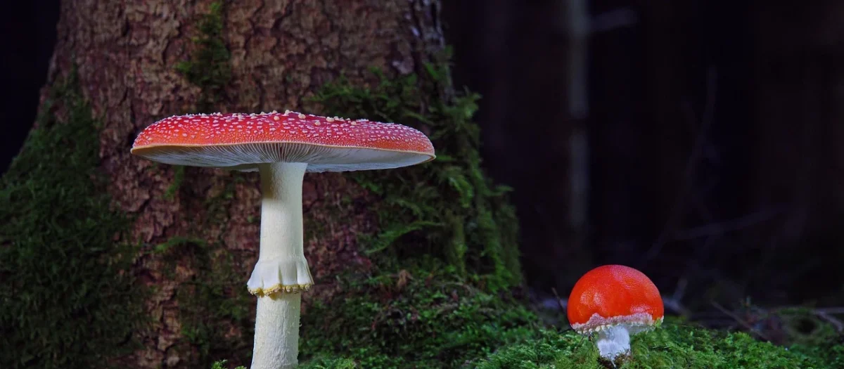 MERKURY MARKET STELAŻ SPRĘŻYNUJĄCY DUOFLEX NV 90X200 NATURALNY