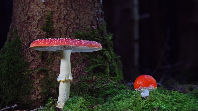 MERKURY MARKET STELAŻ SPRĘŻYNUJĄCY DUOFLEX NV 90X200 NATURALNY